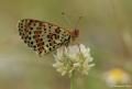 Melitaea didyma (Benekli İparhan)